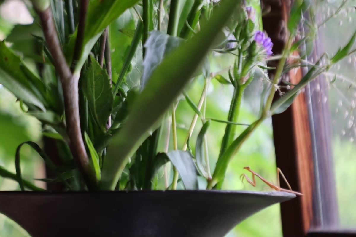 f:id:maharu0905:20210102141228j:plain