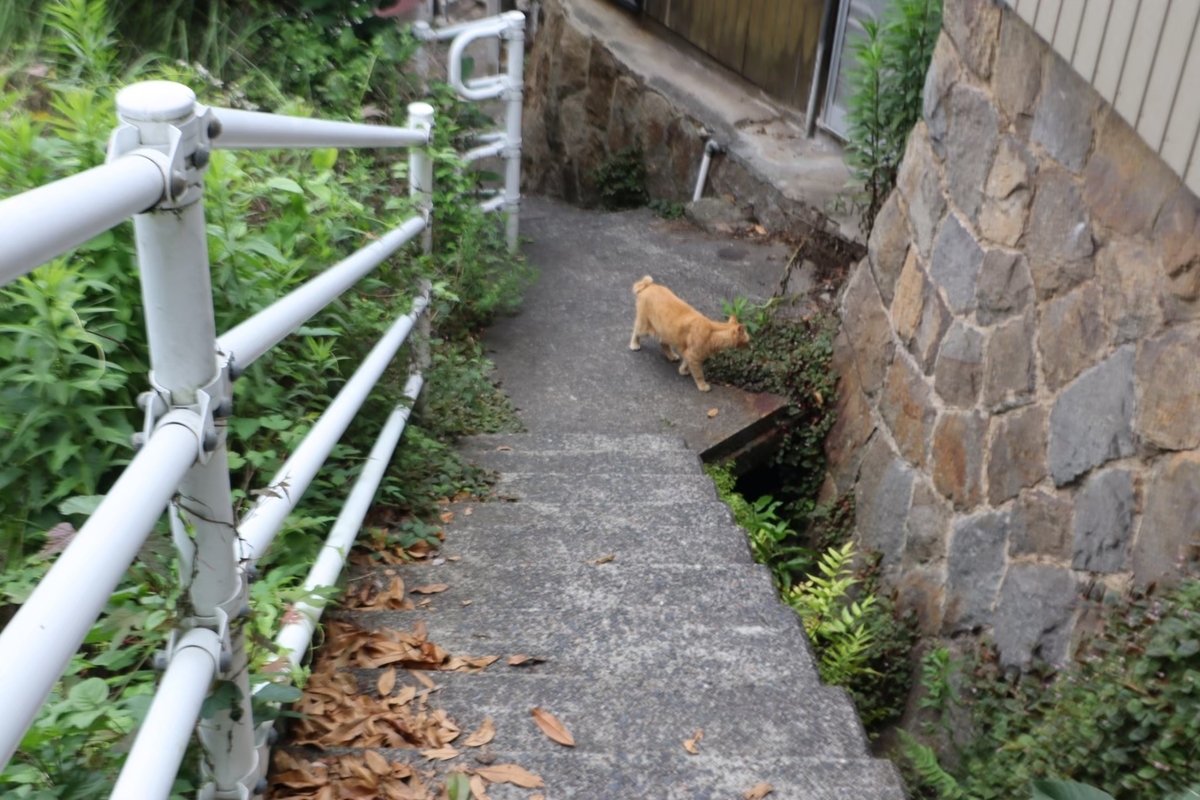 f:id:maharu0905:20210102142552j:plain