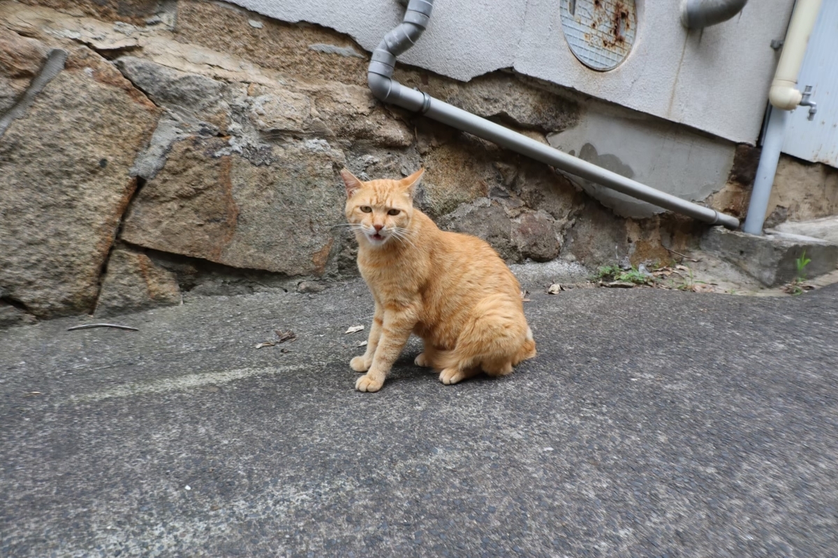 f:id:maharu0905:20210102142906j:plain