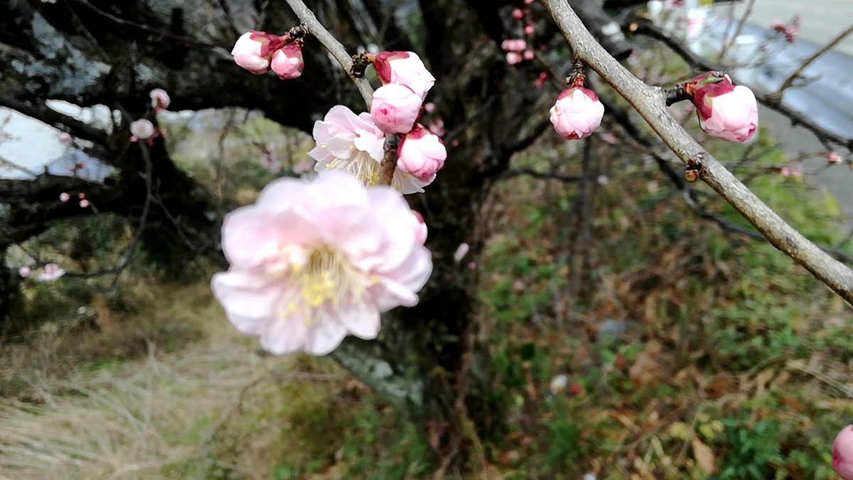f:id:mahasamadhi:20200202151446j:plain