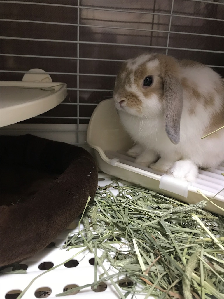 対談 仔うさぎの食生活について 牧草編 まこら先生と下僕たち