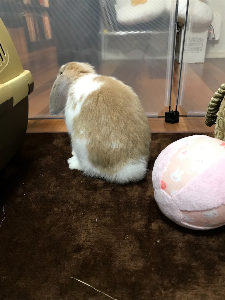 お留守番 まこら先生と下僕たち