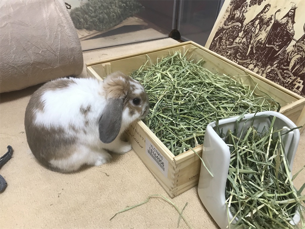 カーペットを掘るうさぎについて 牧草パーク まこら先生と下僕たち