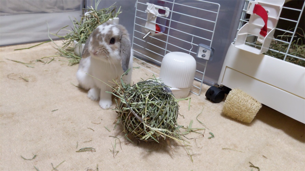 まこら先生と下僕たち