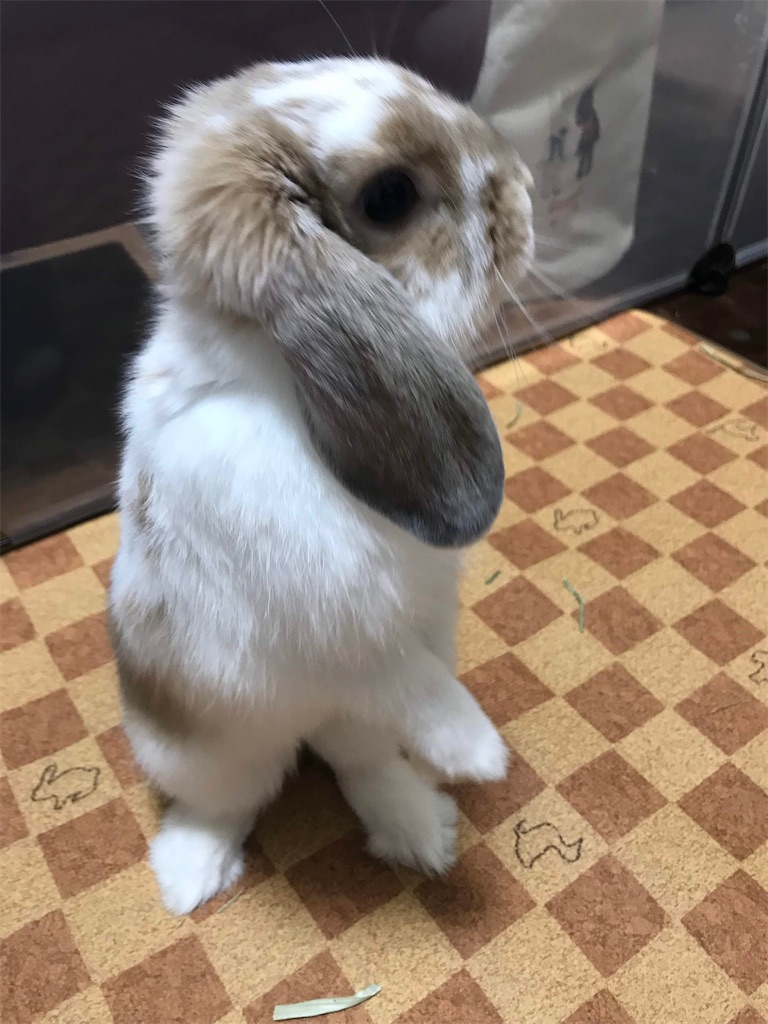 新しい季節 ウサギ足マット 中空デザイン 木製 マット ハムスター足マット Shipsctc Org 新しい季節 ウサギ足マット 中空デザイン 木製 マット ハムスター足マット Shipsctc Org