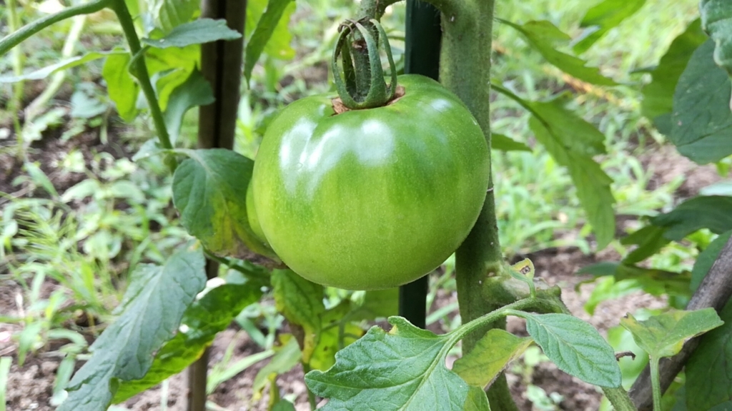 f:id:mahoroban:20180629095728j:plain f:id:mahoroban:20180629095728j:plain