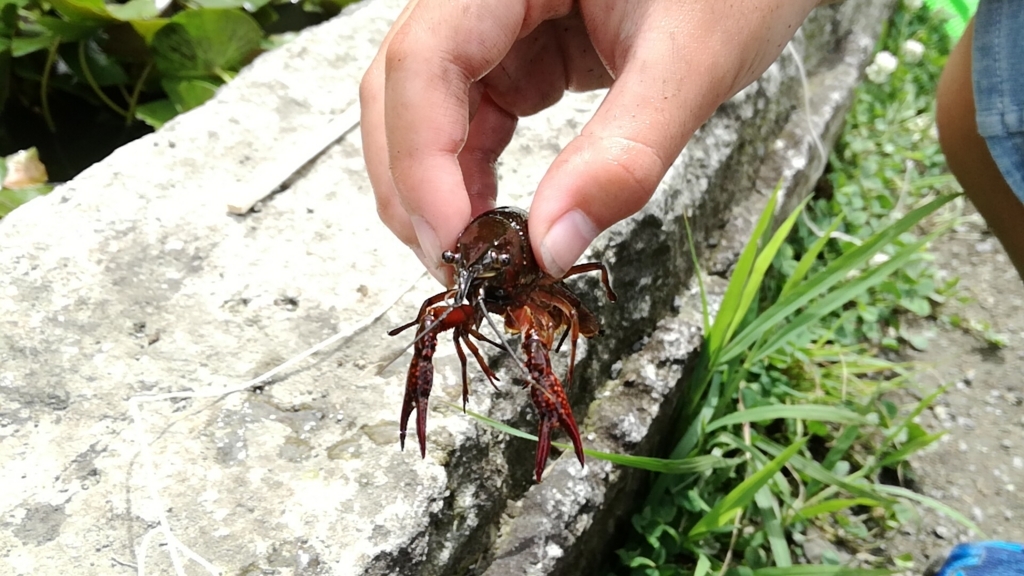 f:id:mahoroban:20180709101428j:plain f:id:mahoroban:20180709101428j:plain