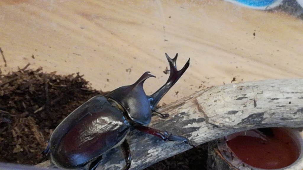 f:id:mahoroban:20180711220307j:plain f:id:mahoroban:20180711220307j:plain