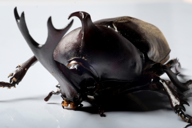 f:id:mahoroban:20180711221231j:plain f:id:mahoroban:20180711221231j:plain