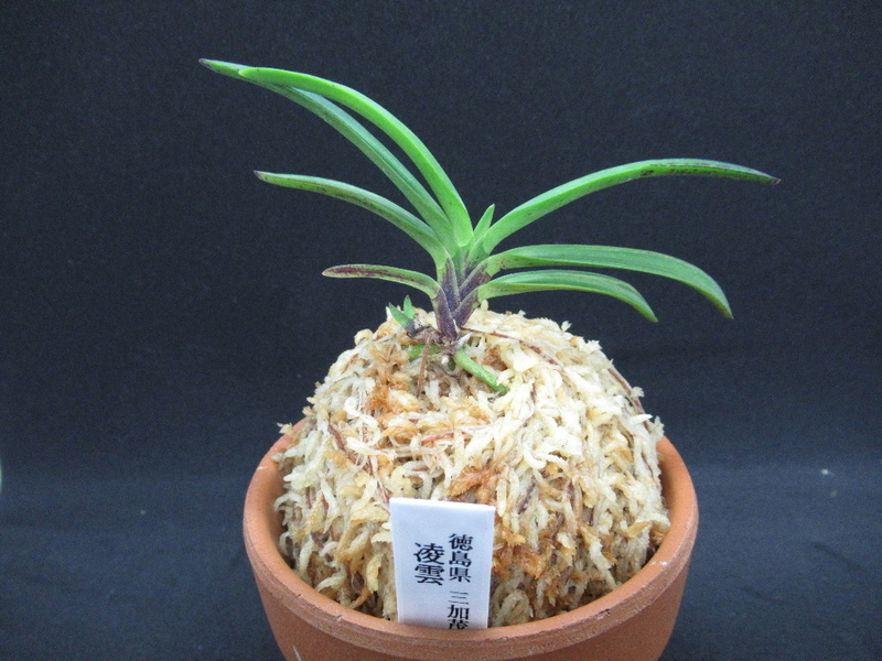 その他 その80 - 富貴蘭 まほろばいお