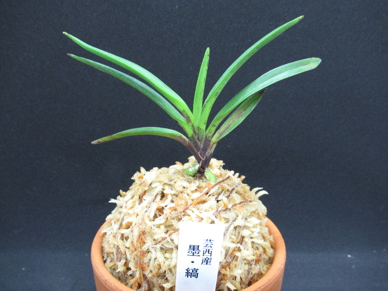 その他 その80 - 富貴蘭 まほろばいお