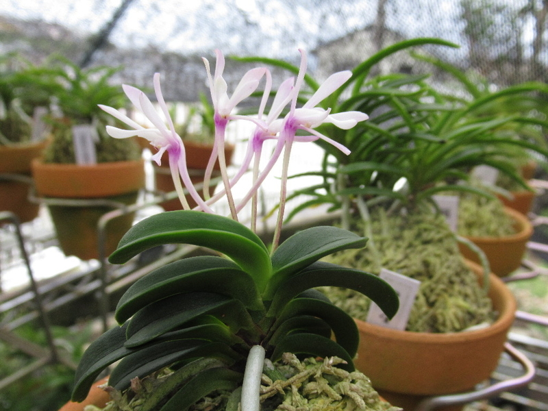 F2その後 その45 - 富貴蘭 まほろばいお