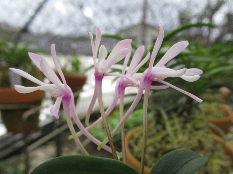 F2その後 その45 - 富貴蘭 まほろばいお