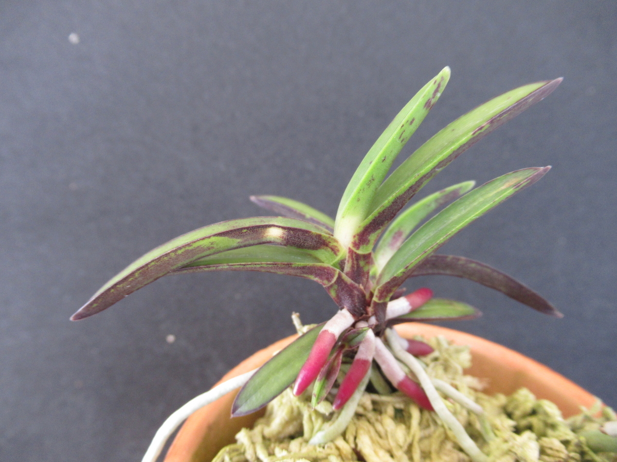 F3 その13 - 富貴蘭 まほろばいお