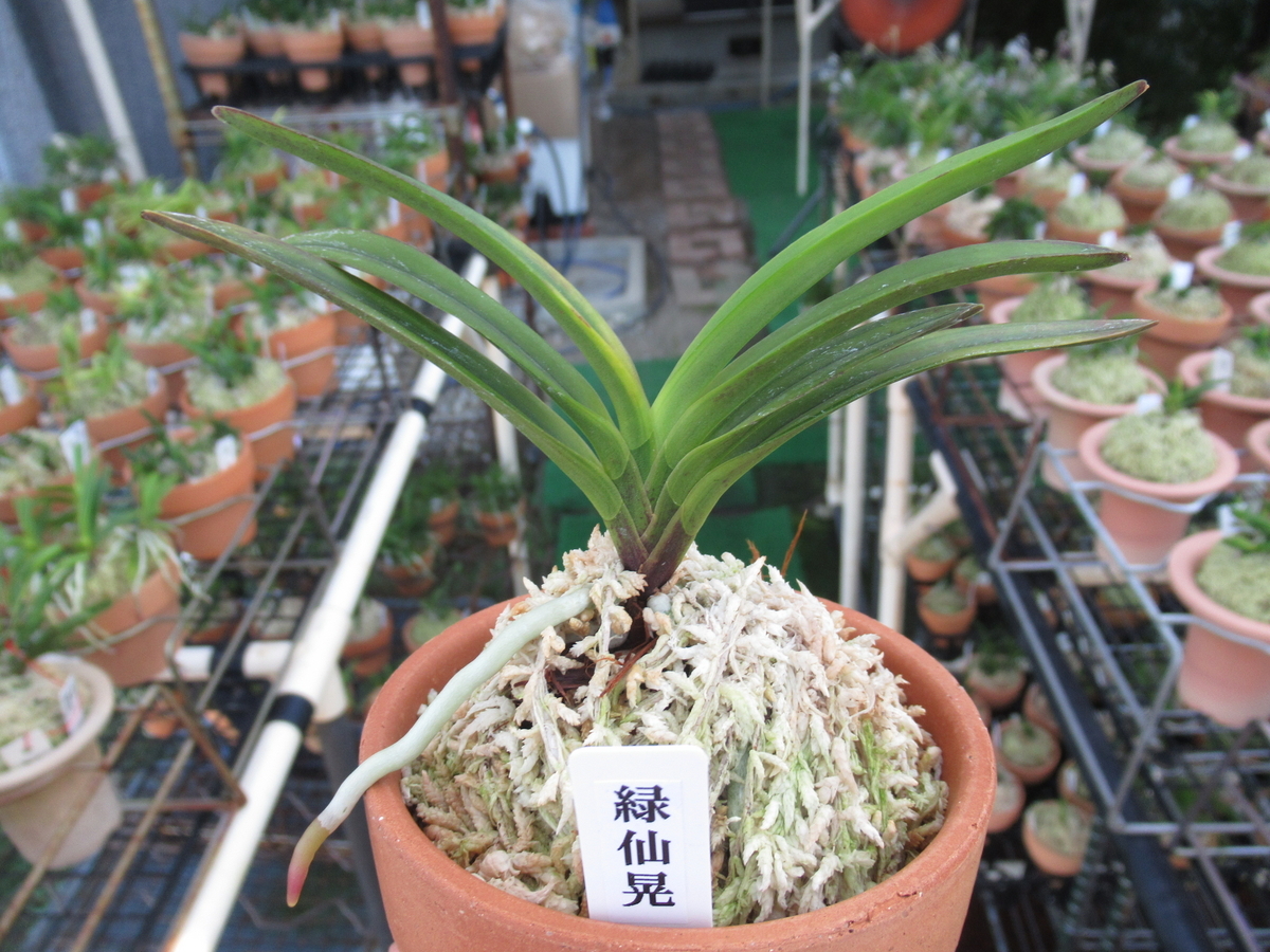 富貴蘭　恋心 富貴蘭 風蘭 蘭 夢幻錦 むげんにしき 5本立 【現品】 T729