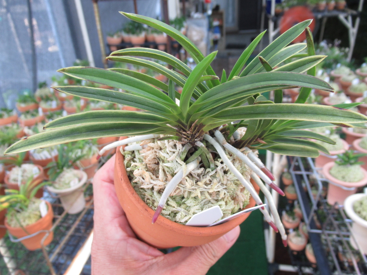 その他 その167 - 富貴蘭 まほろばいお