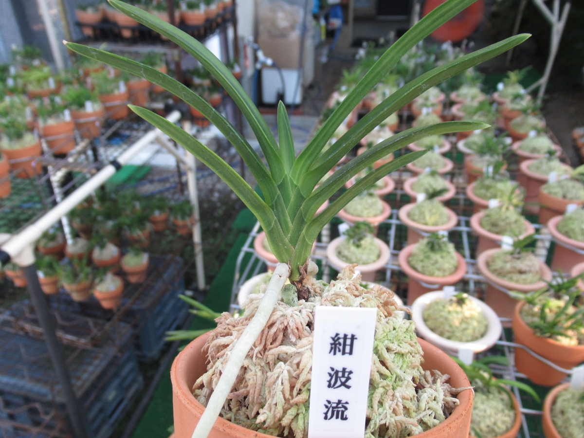 富貴蘭　恋路① 富貴蘭【錦麒麟】 | 富貴蘭を楽しんでブログ