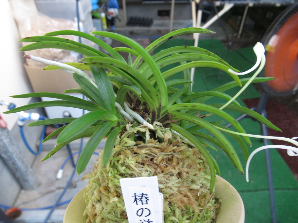 その他 その167 - 富貴蘭 まほろばいお