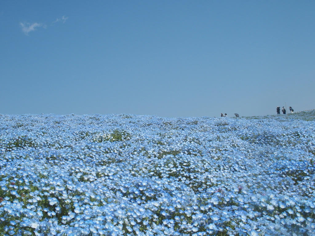 ネモフィラとは 動植物の人気 最新記事を集めました はてな