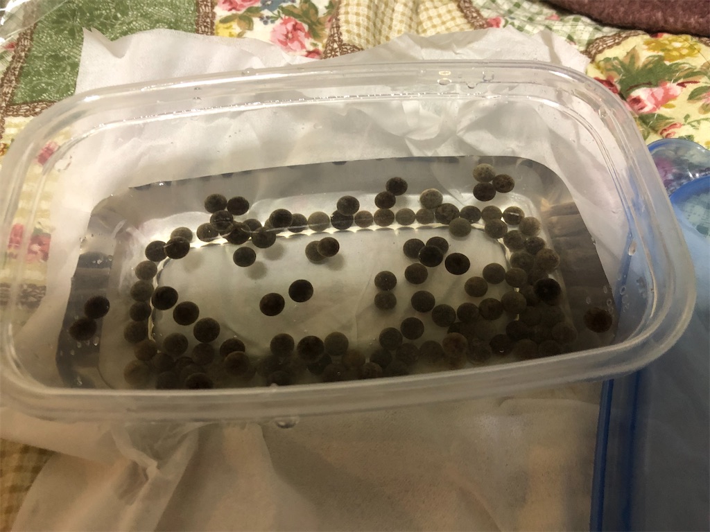 f:id:mahousagi:20200727112404j:image f:id:mahousagi:20200727112404j:image