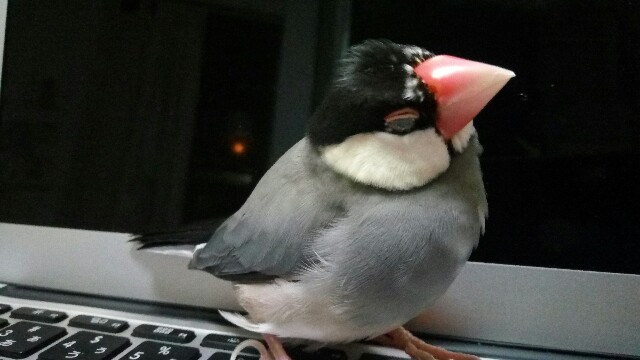 f:id:mai-balloon:20170701234410j:image 桜文鳥