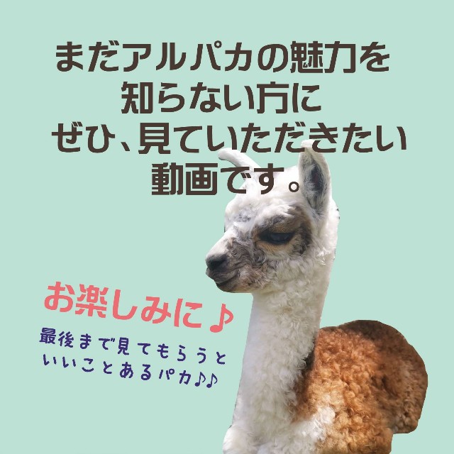 8月1日のアルパカの日のイベントが楽しみすぎる Mai S Balloon Diary