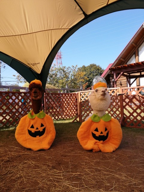 f:id:mai-balloon:20201107121701j:image