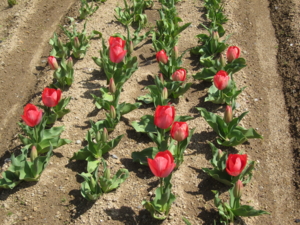 f:id:mai9mami:20120325113850j:image