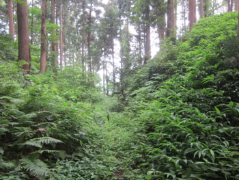 f:id:mai9mami:20120726104642j:image