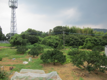 f:id:mai9mami:20120730114942j:image