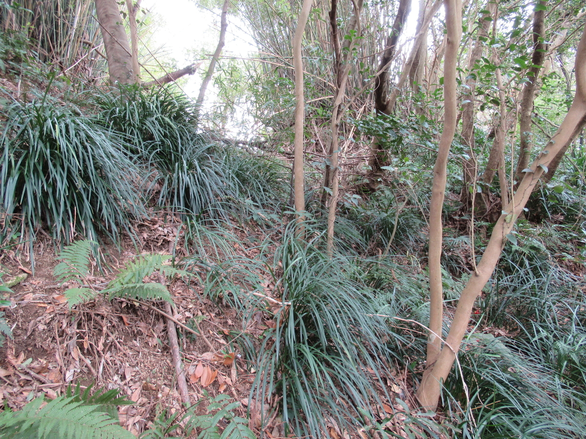 f:id:mai9mami:20190309122434j:plain