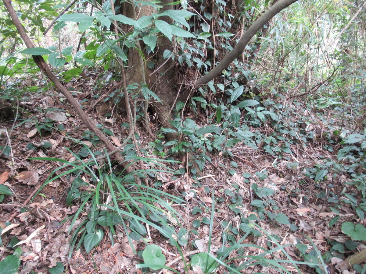 f:id:mai9mami:20190309132505j:plain