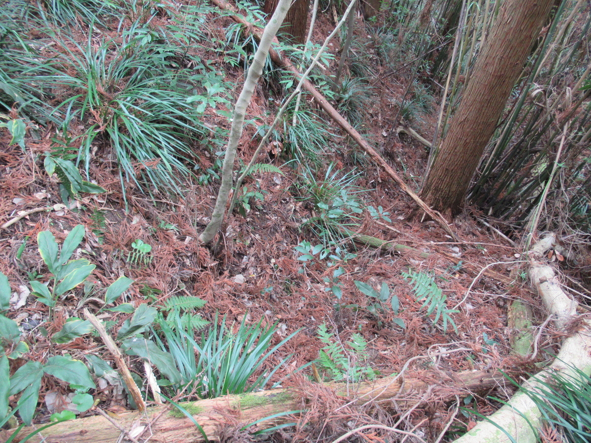 f:id:mai9mami:20200119121829j:plain f:id:mai9mami:20200119121829j:plain