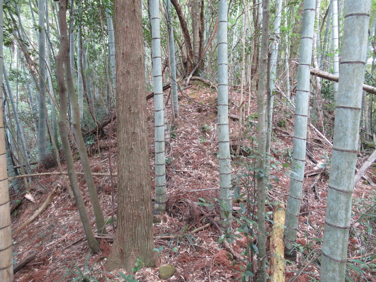 f:id:mai9mami:20200119125825j:plain f:id:mai9mami:20200119125825j:plain