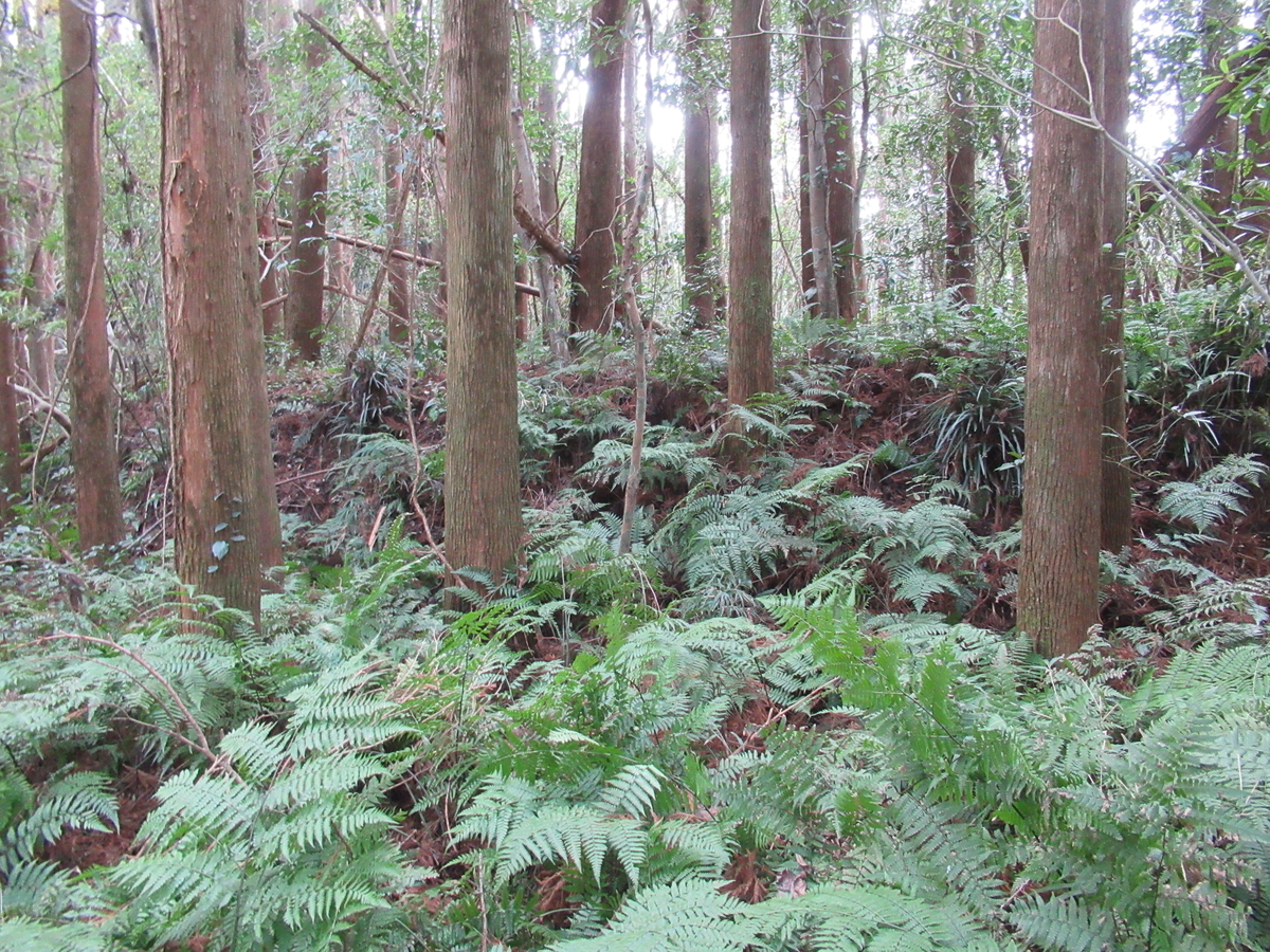 f:id:mai9mami:20200119151404j:plain f:id:mai9mami:20200119151404j:plain