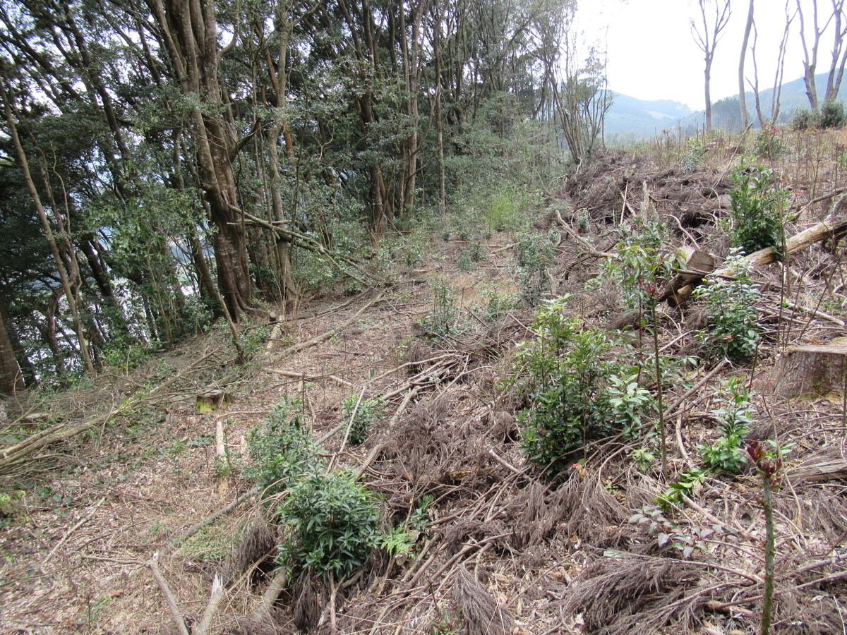 f:id:mai9mami:20200316233321j:plain