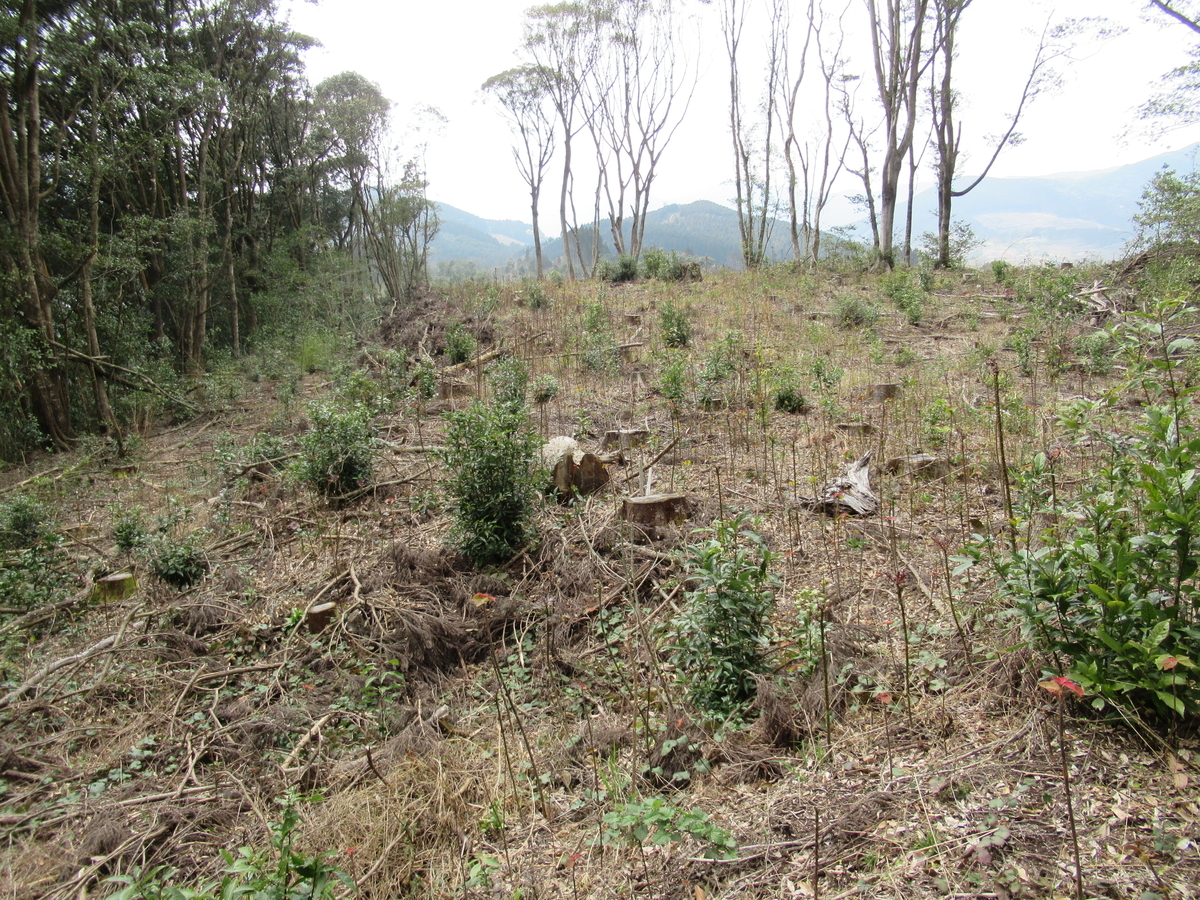 f:id:mai9mami:20200316233854j:plain