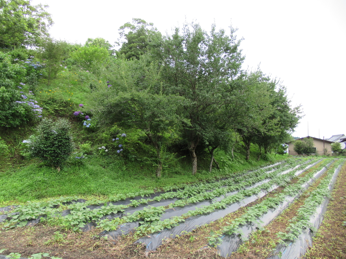 f:id:mai9mami:20200620144617j:plain f:id:mai9mami:20200620144617j:plain