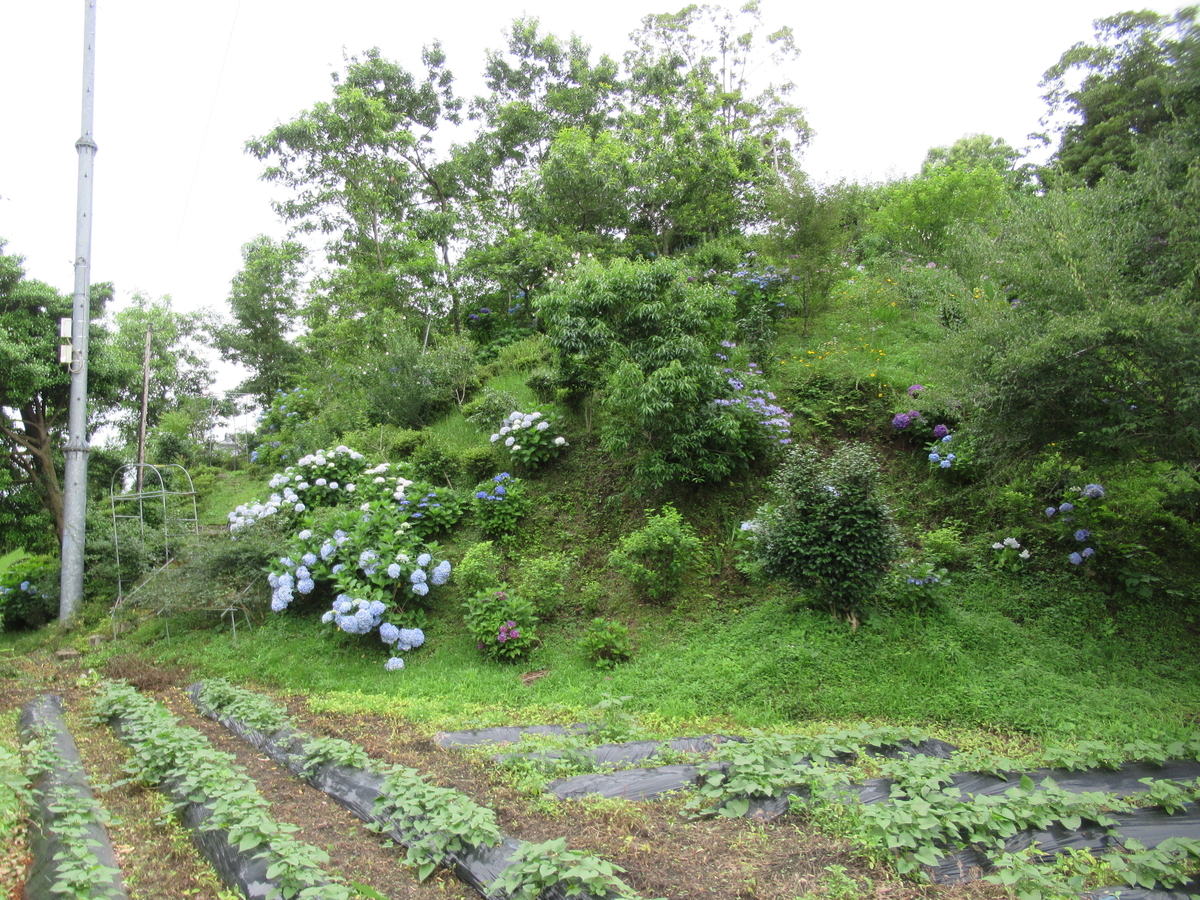 f:id:mai9mami:20200620144629j:plain f:id:mai9mami:20200620144629j:plain