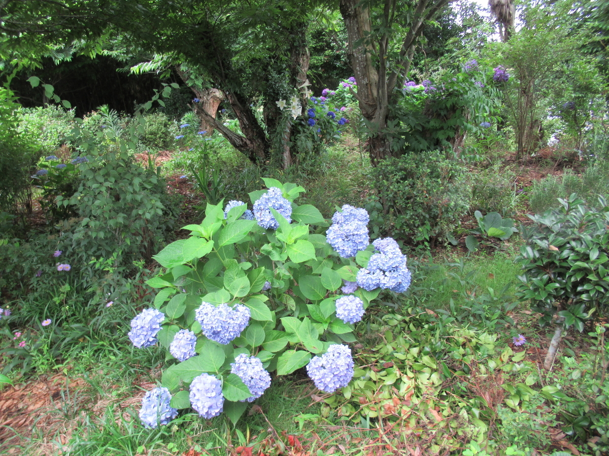 f:id:mai9mami:20200620144808j:plain f:id:mai9mami:20200620144808j:plain