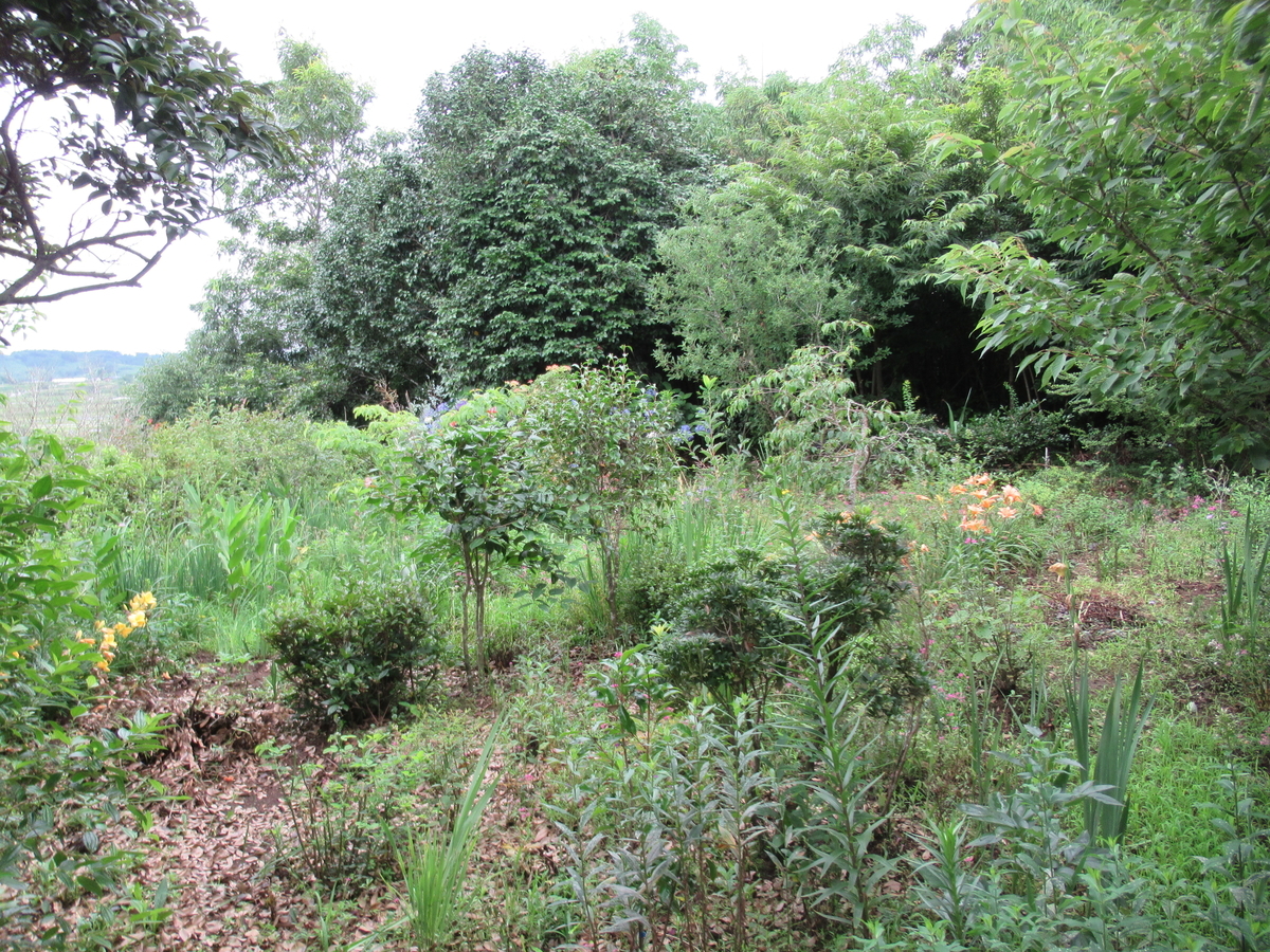 f:id:mai9mami:20200620145111j:plain f:id:mai9mami:20200620145111j:plain