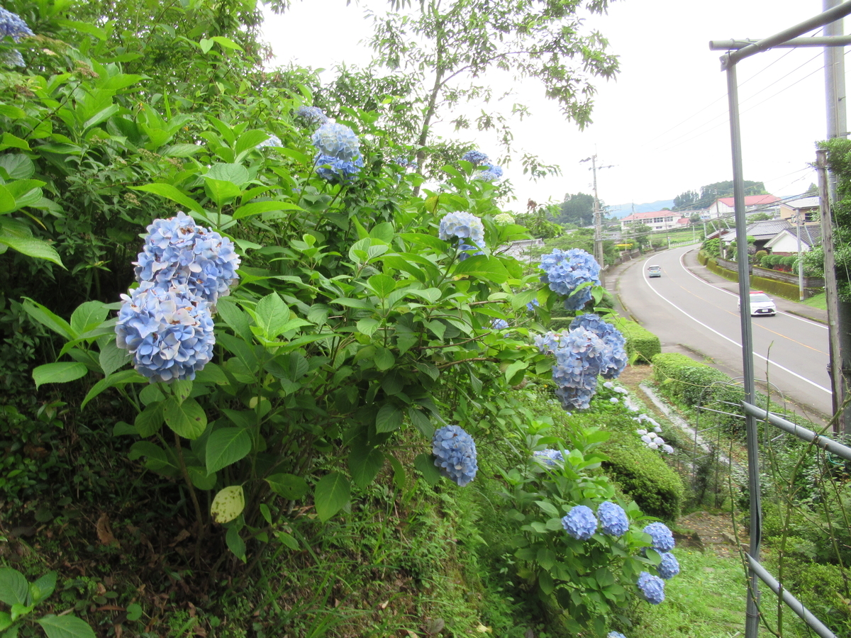 f:id:mai9mami:20200620145228j:plain f:id:mai9mami:20200620145228j:plain