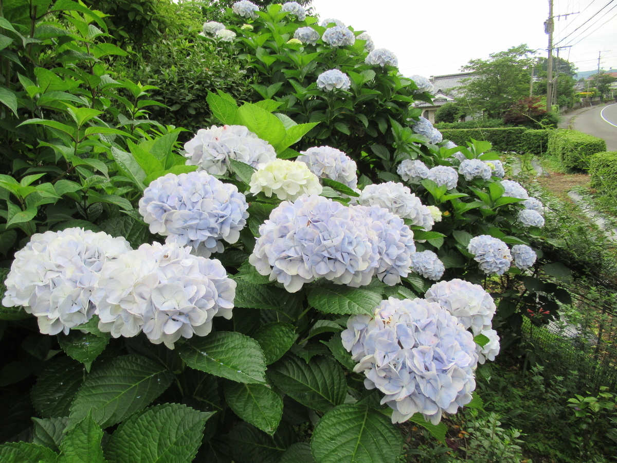 f:id:mai9mami:20200620145254j:plain f:id:mai9mami:20200620145254j:plain