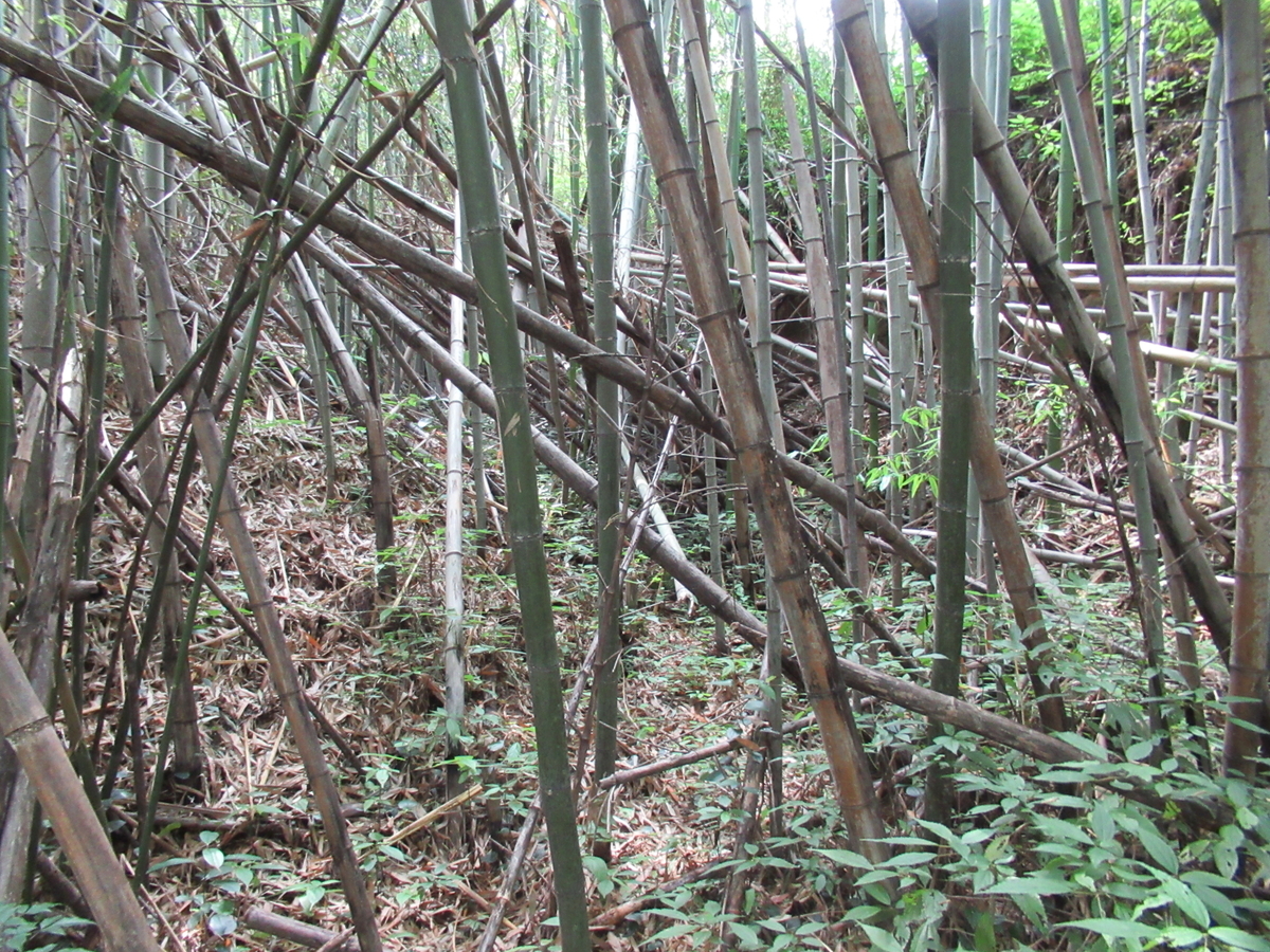 f:id:mai9mami:20200626151502j:plain