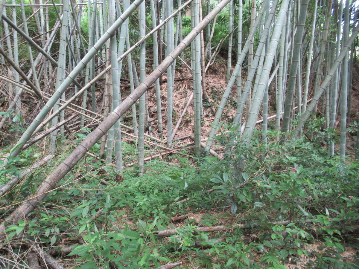 f:id:mai9mami:20200626154049j:plain