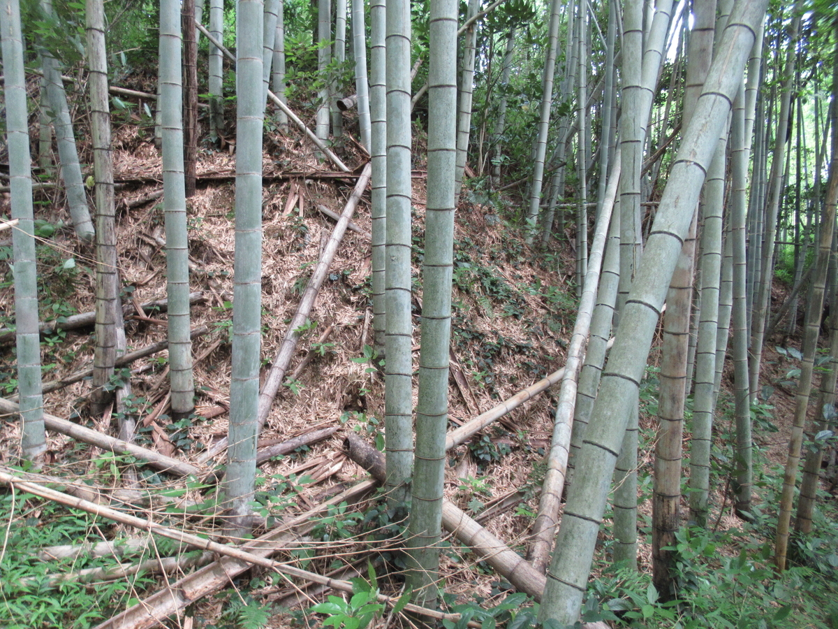 f:id:mai9mami:20200626154117j:plain