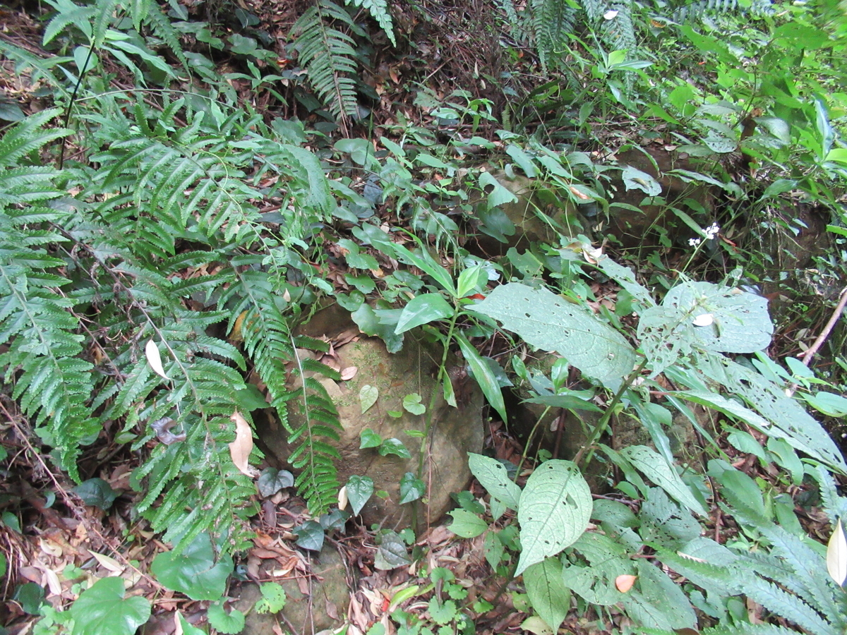 f:id:mai9mami:20200802140153j:plain