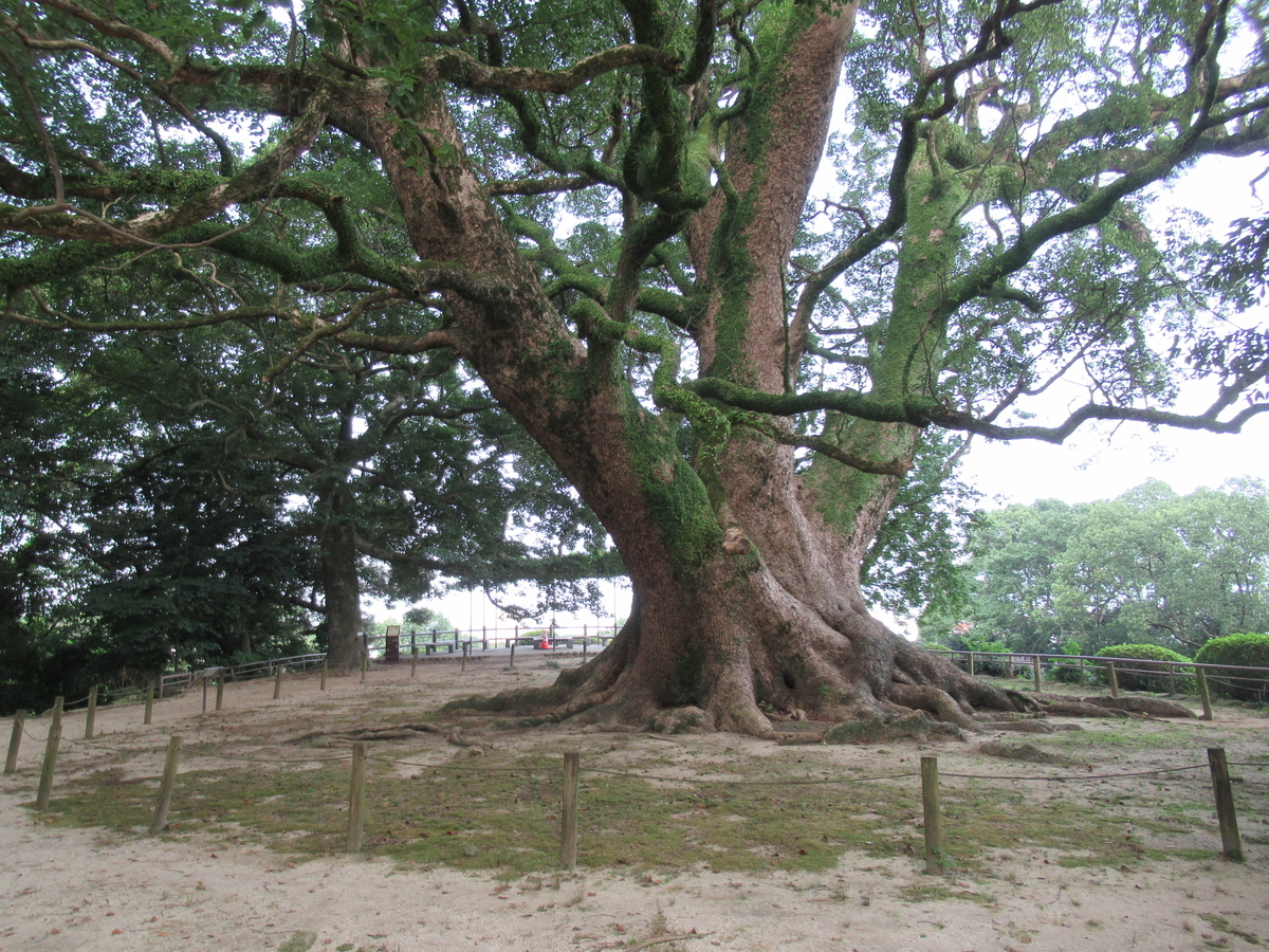 f:id:mai9mami:20200802143115j:plain