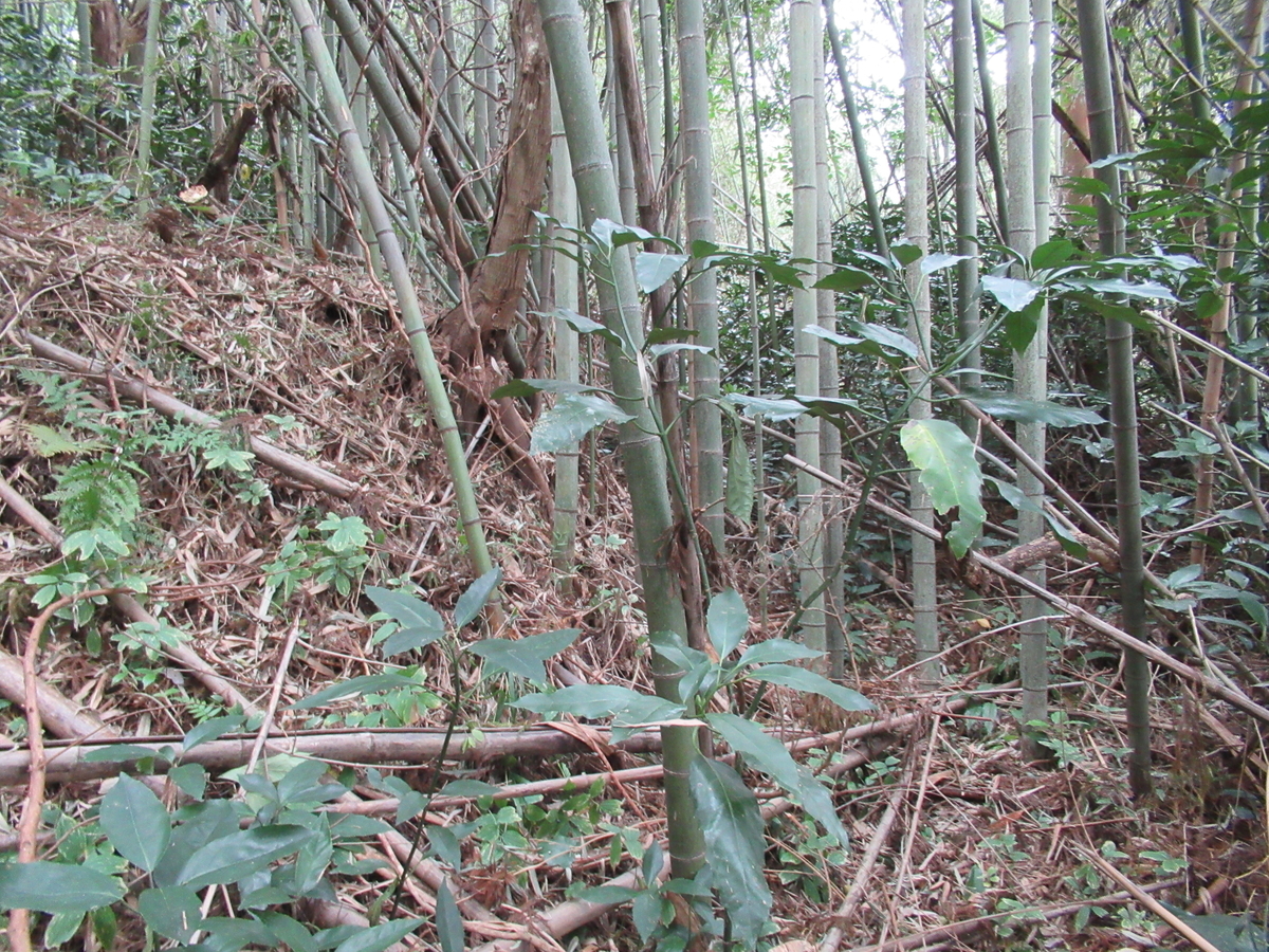 f:id:mai9mami:20201011135155j:plain