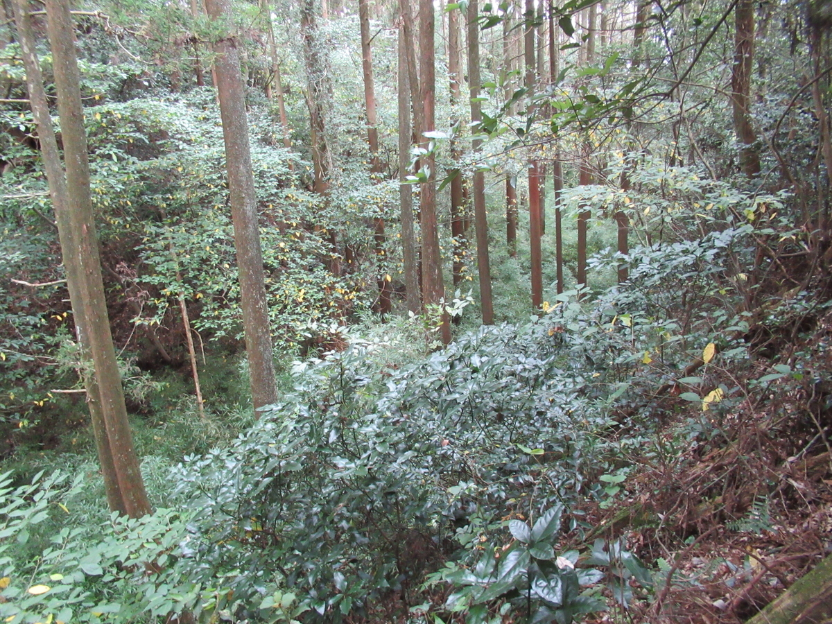 f:id:mai9mami:20201011135839j:plain